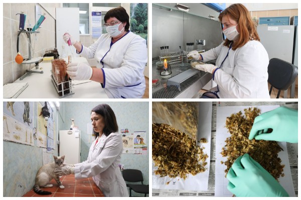 ветстанция