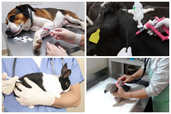 ветстанция