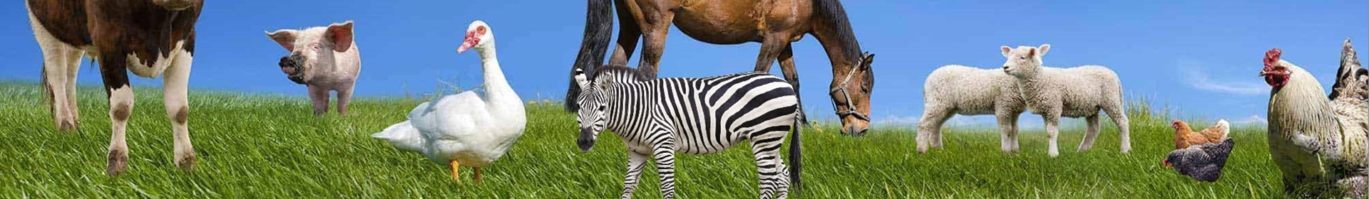 Несвижская районная ветеринарная станция ГУ